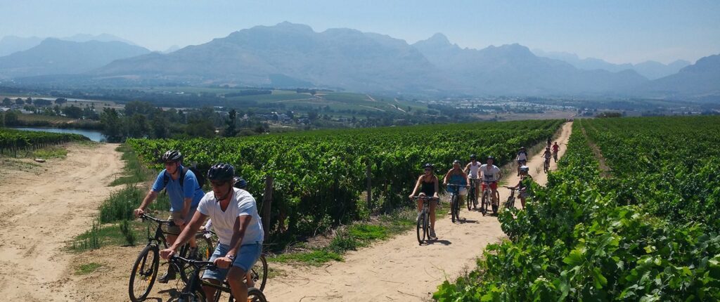 Cykla Mountainbike i Stellenbosch bland vingårdar