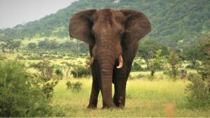 Elefant Sydafrika